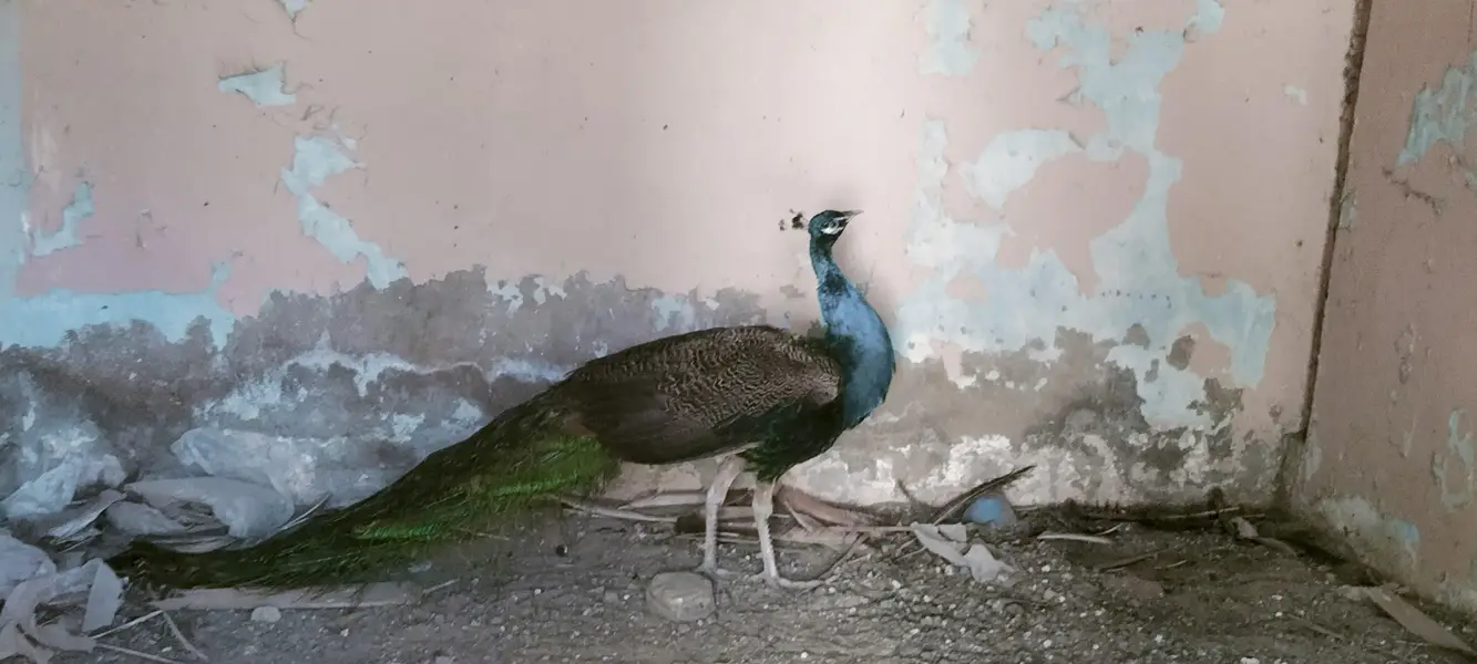 peacock 1  breeder pair blue shoulder for sell — photo 6