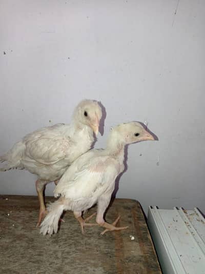Assel hera chicks
