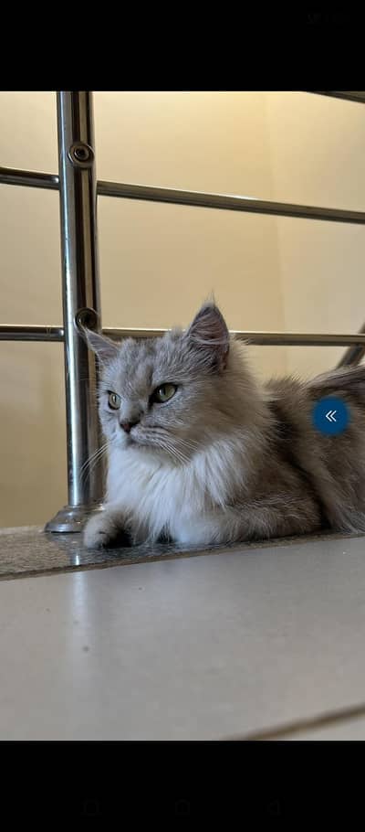 pair friendly Siberian cats