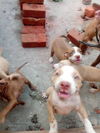 American pitbull puppies urgent sale