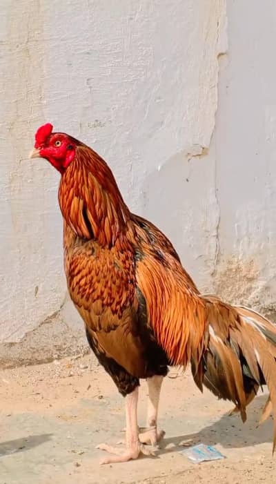High-Quality Pure Mianwali Aseel Patha/Rooster