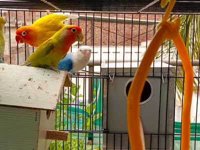 Top quality Lovebirds Breeder Pairs