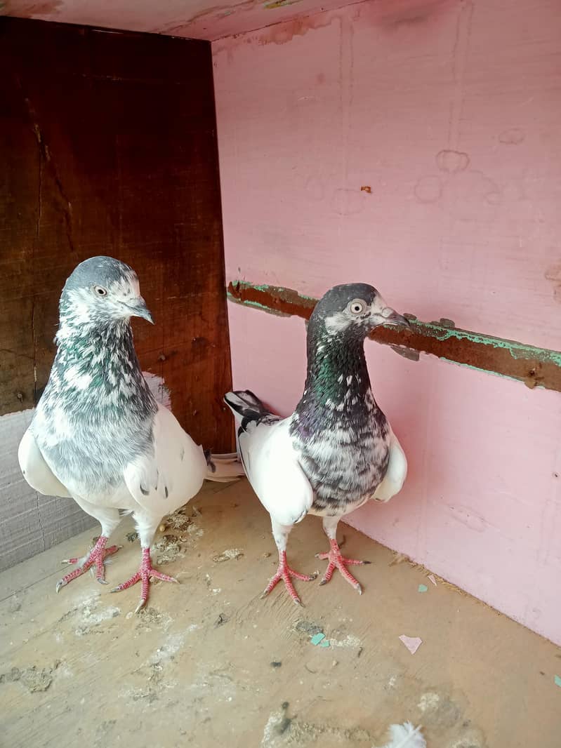 pigeon 0