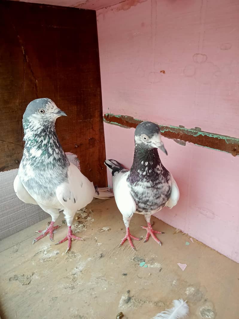 pigeon 1