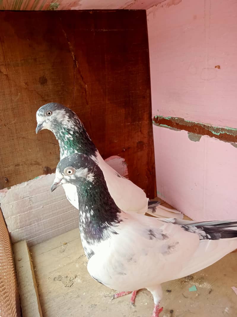 pigeon 2