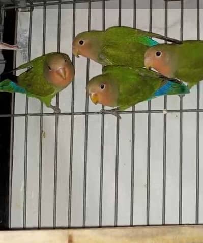 Love Birds Peach face