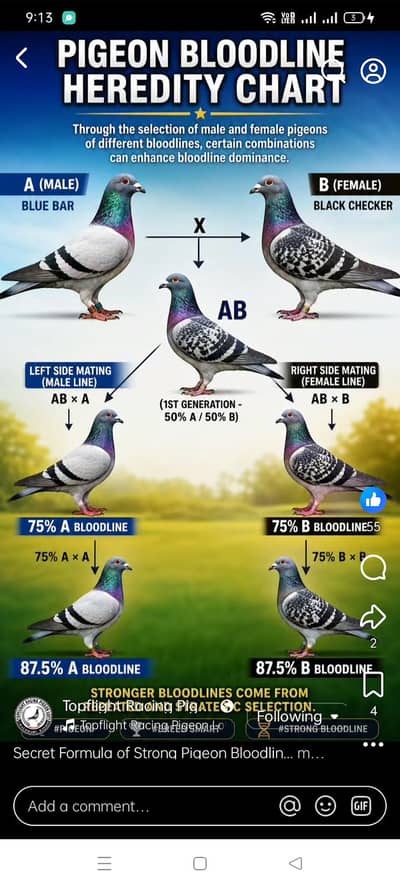 multan the best pigeon