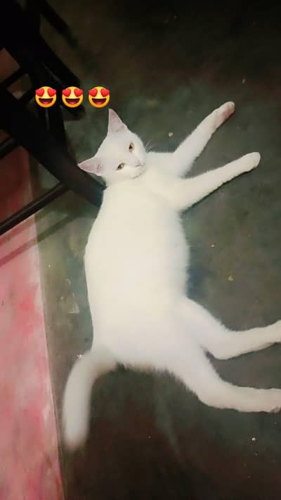 Healthy White Domestic Cat with Babies – Islamabad