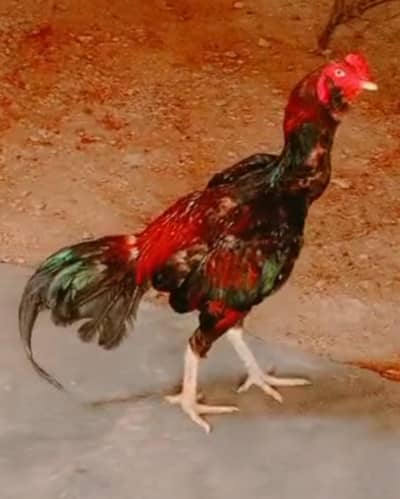 Top Quality Aseel Murgha for Sale – Active and Healthy Breed