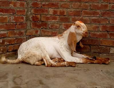 MAKHI CHENA BREEDER. 03238469771