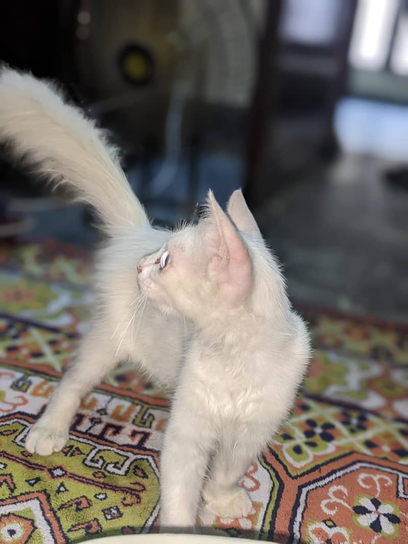 cat lovers 0