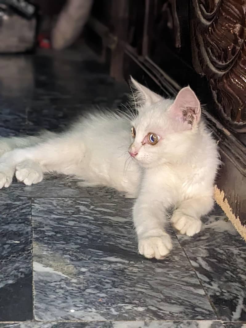 cat lovers 1