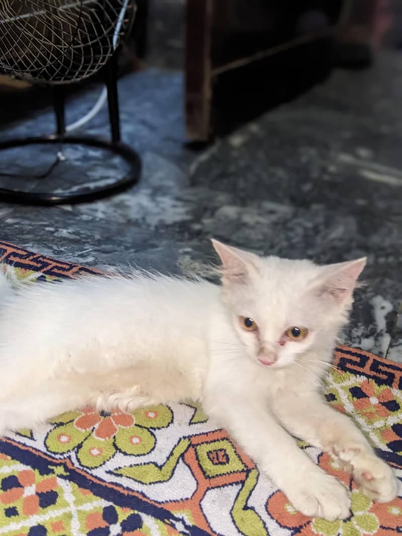 cat lovers 2