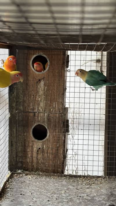 BREEDER LOVEBIRDS FOR SALE| CHEAPEST RATE