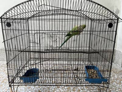 Parrot and cage