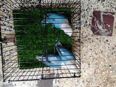 Blue Opaline Split inos/ Blue Dilute opaline /Blue Turquioise Opaline