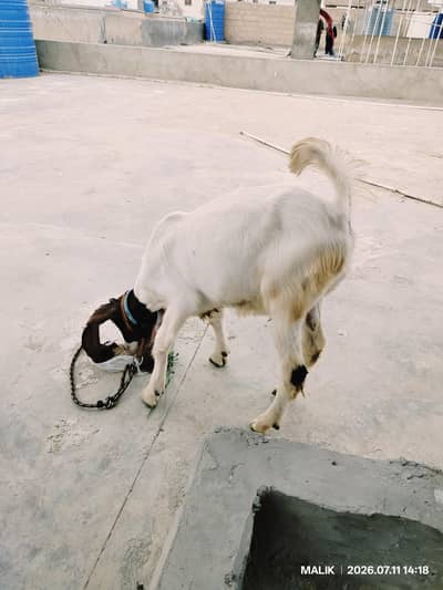 PATERA MALE KID