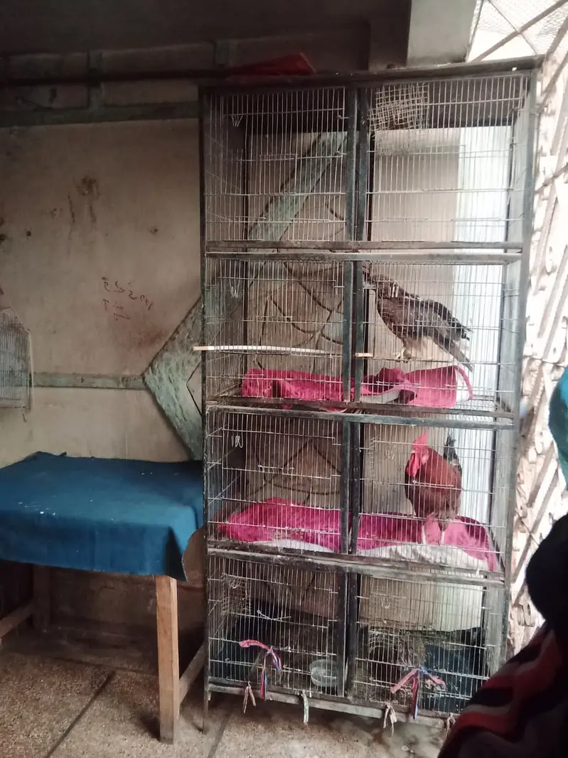 Birds Cage For Sale - 8 portions