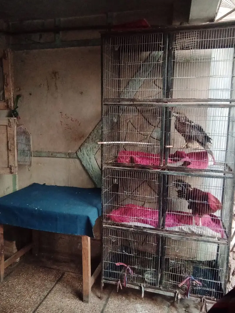 Birds Cage For Sale - 8 portions — photo 2