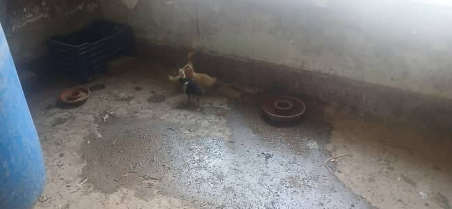 Home breed