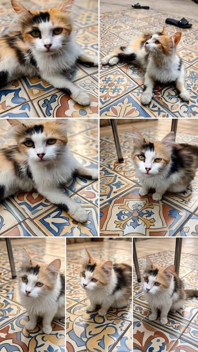 Beautiful Fluffy Calico Cat for Sale