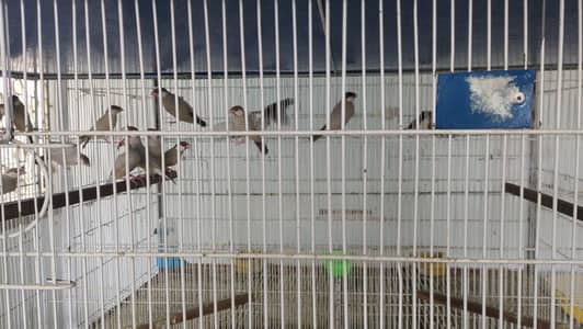 Quality birds