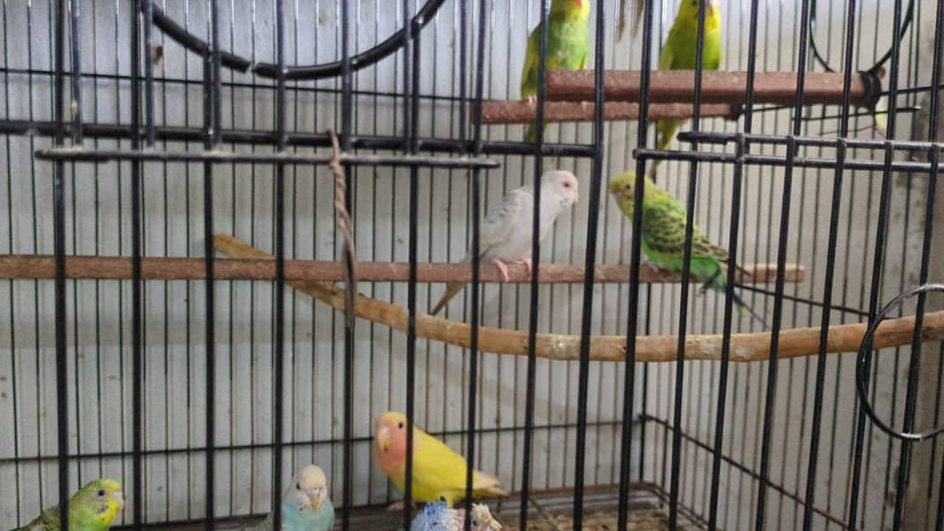 Quality birds 1