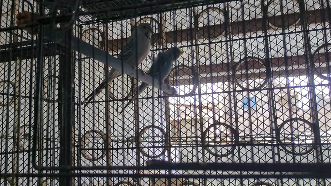 Quality birds 2