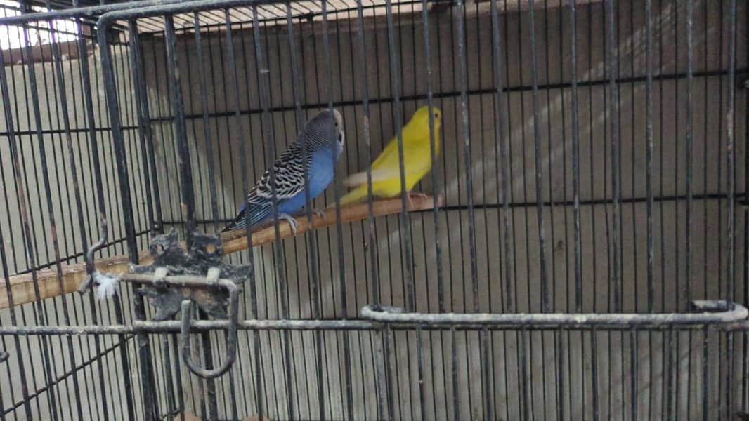 Quality birds 3