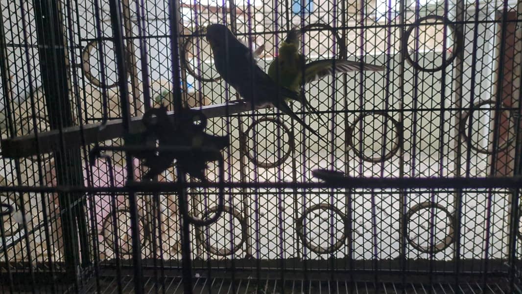 Quality birds 4