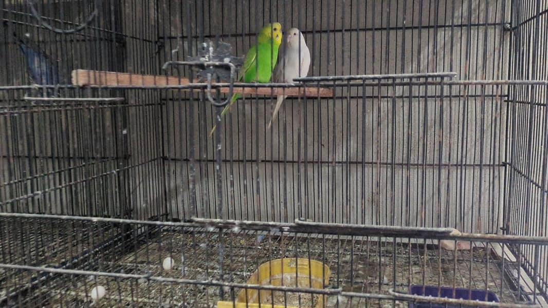 Quality birds 5