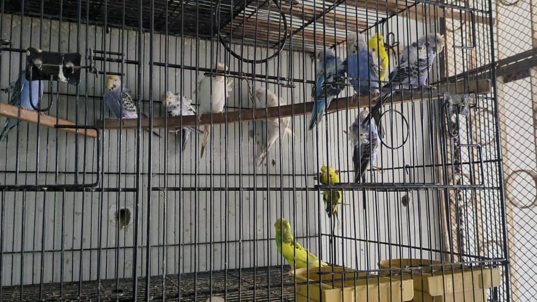 Quality birds 7