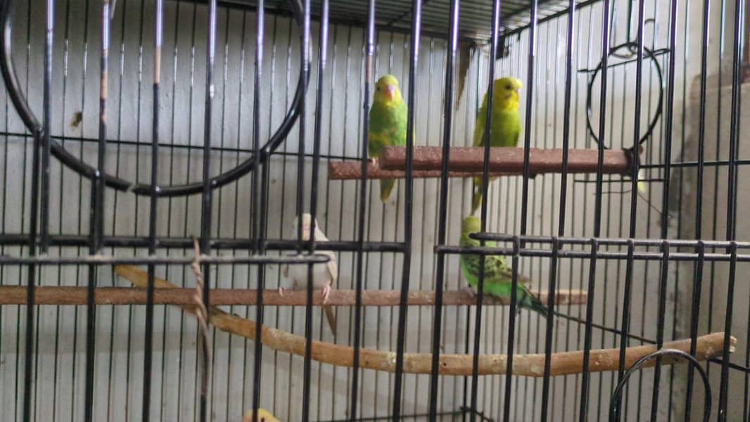 Quality birds 8