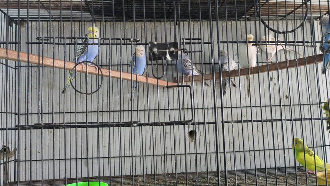 Quality birds 9