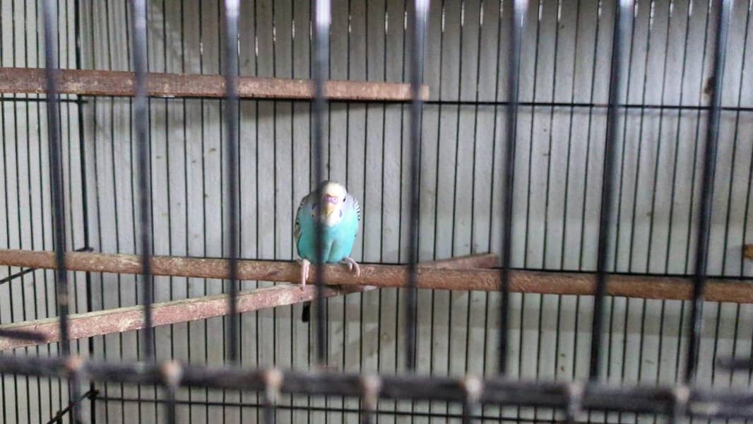 Quality birds 10