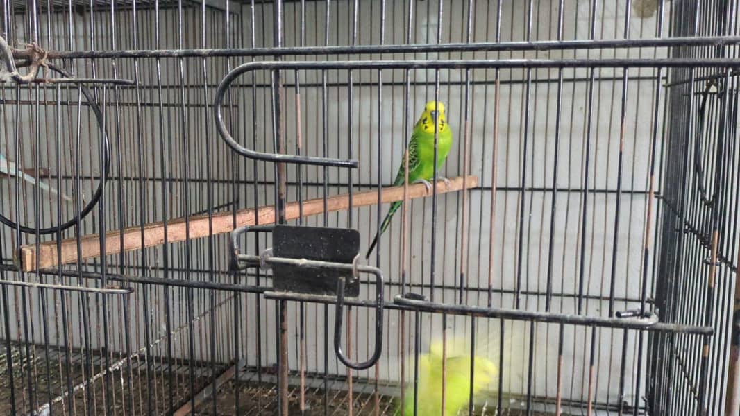 Quality birds 14