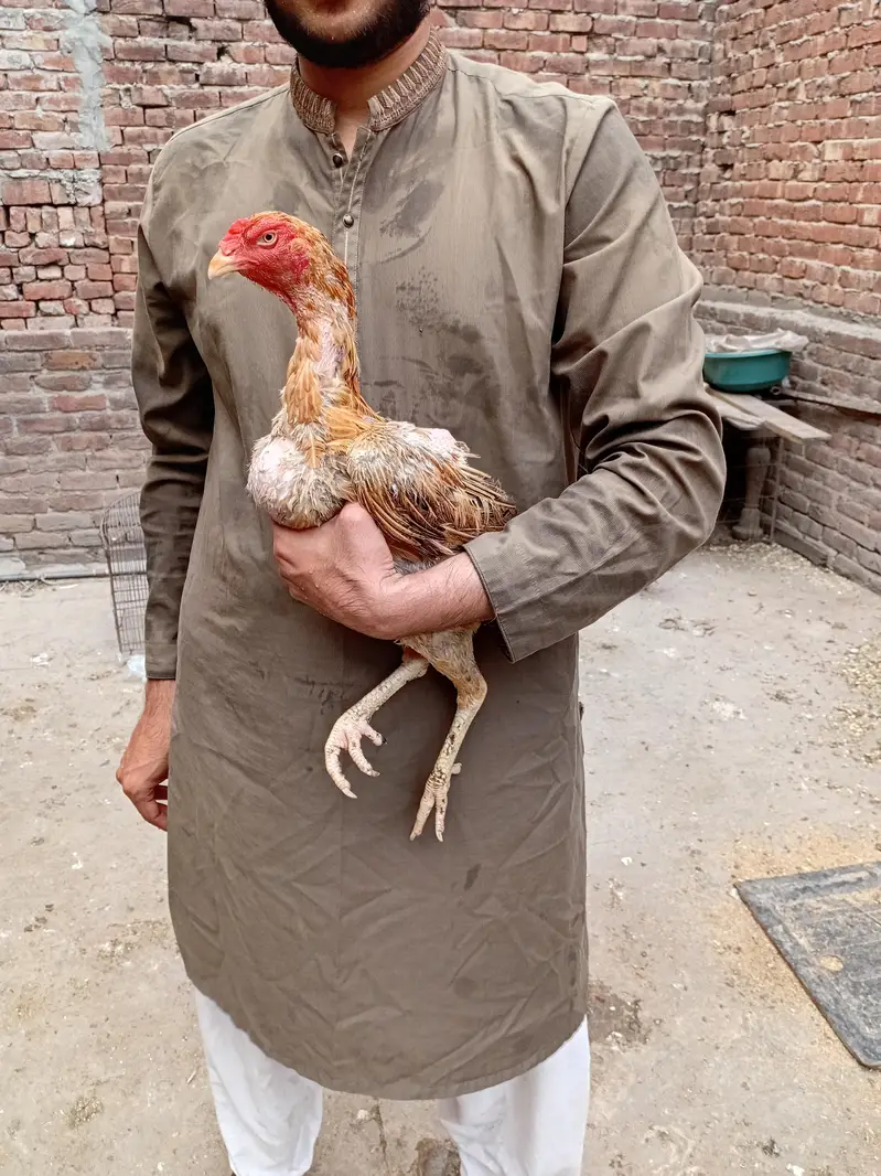 Peeli quality aseel murgi available 03350661457 — photo 3