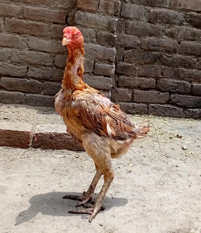 Peeli quality aseel murgi available 03350661457 — photo 6