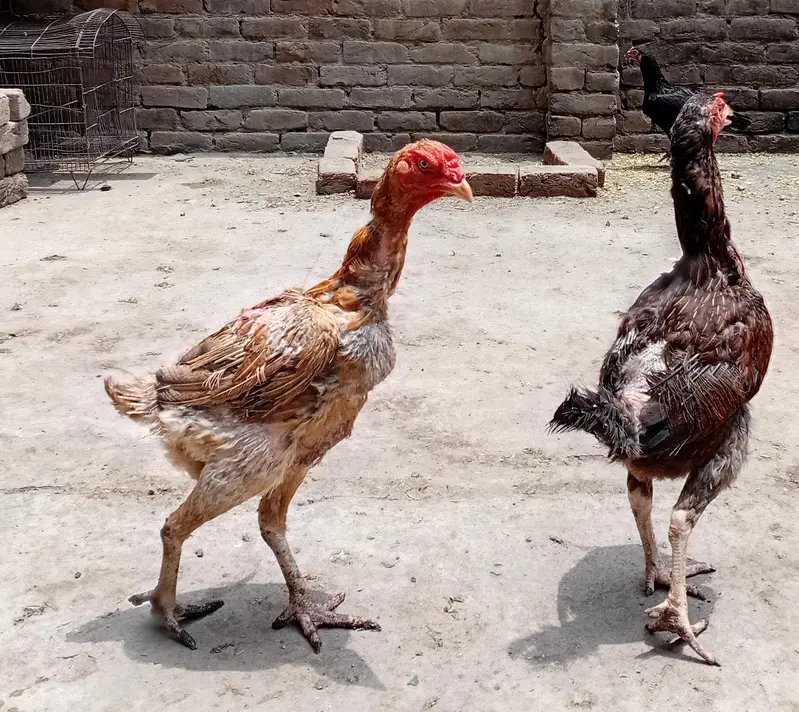 Peeli quality aseel murgi available 03350661457 — photo 7