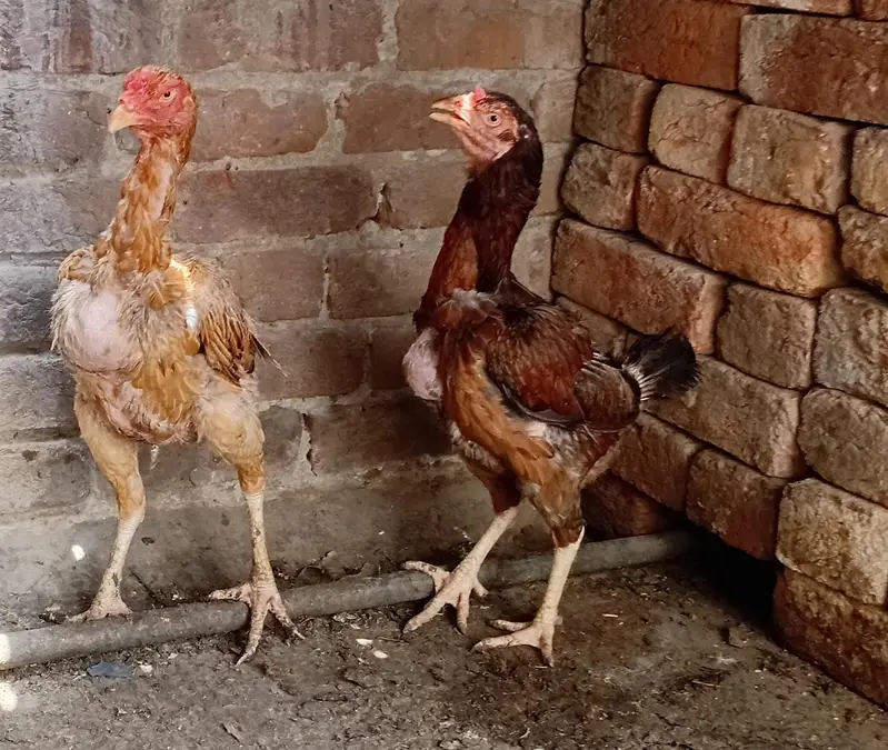 Peeli quality aseel murgi available 03350661457 — photo 8