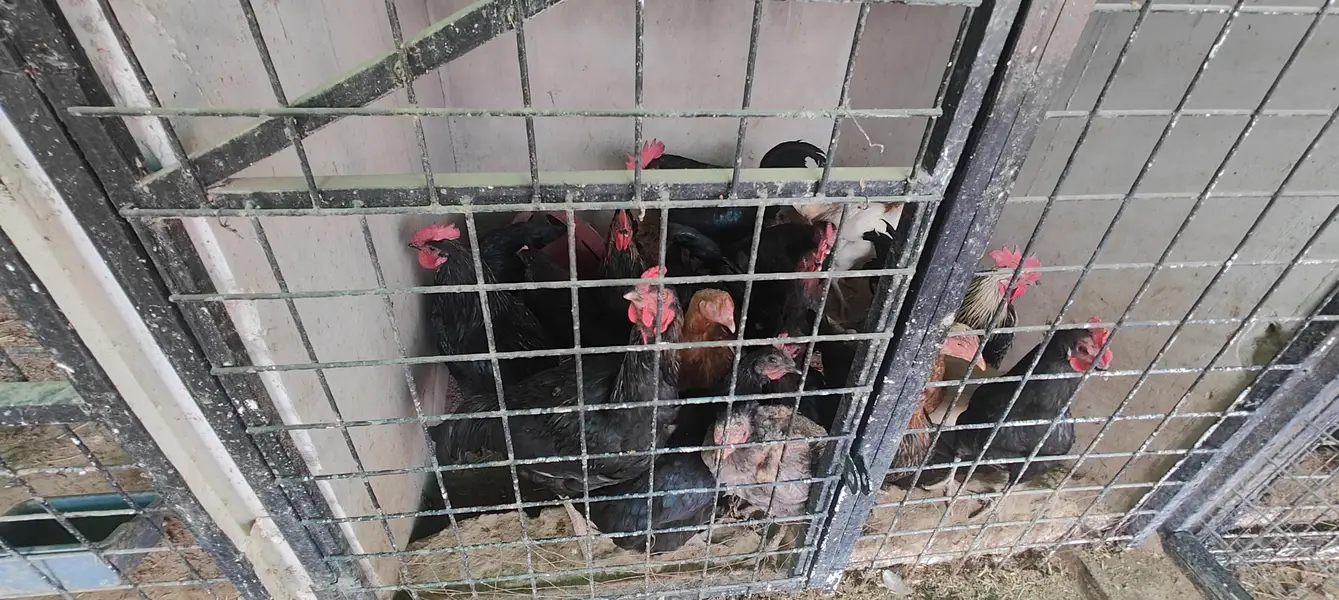 fertile eggs — photo 2