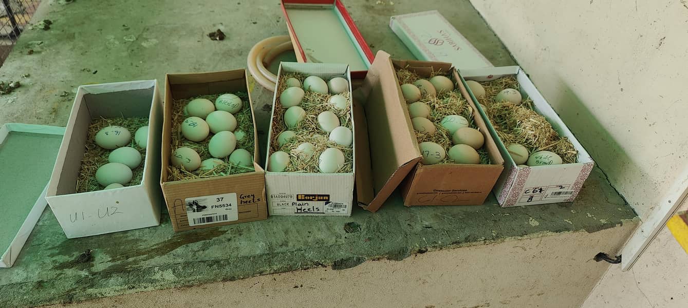 fertile eggs 3