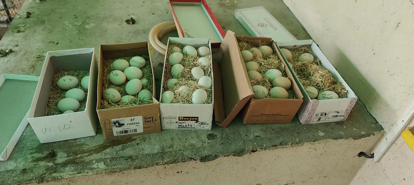 fertile eggs — photo 4