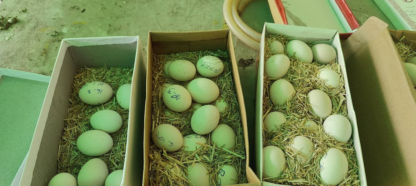 fertile eggs 4