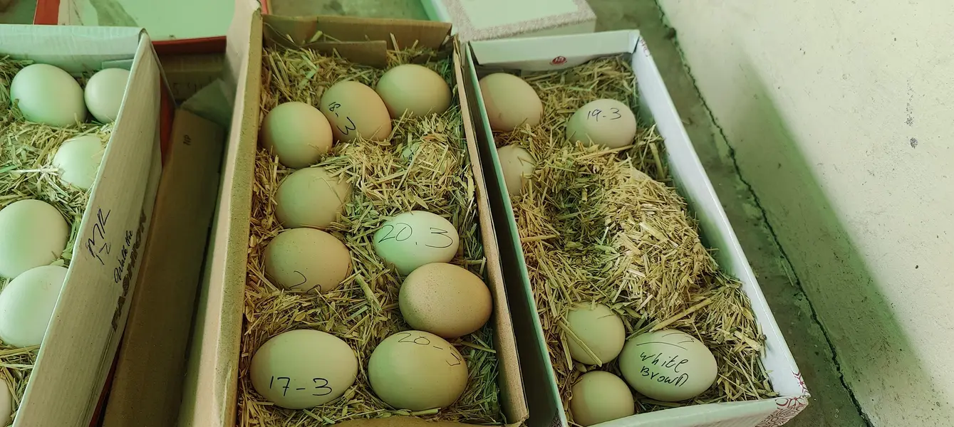 fertile eggs — photo 6