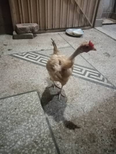 Healthy Egg-Laying Hens Available for Sale