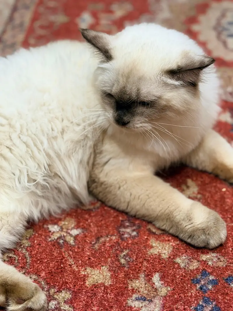 4.5 months cat non vaccination