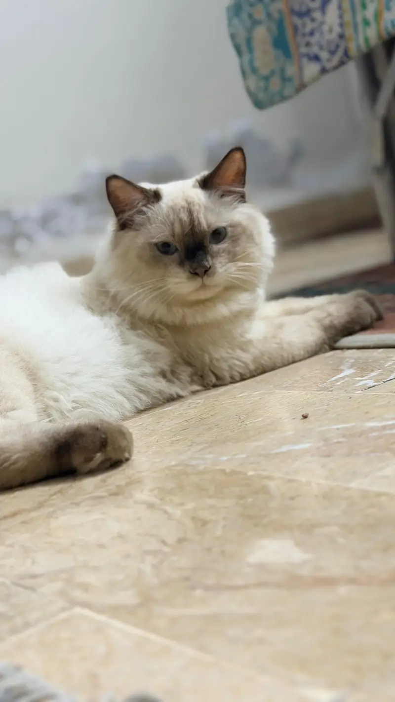 4.5 months cat non vaccination — photo 2