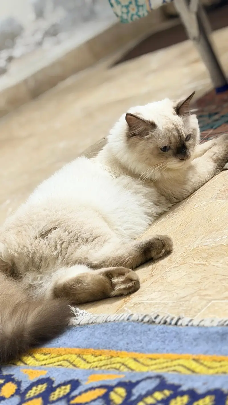 4.5 months cat non vaccination — photo 3