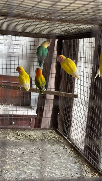 BREEDER LOVEBIRDS FOR SALE| CONTACT FAST